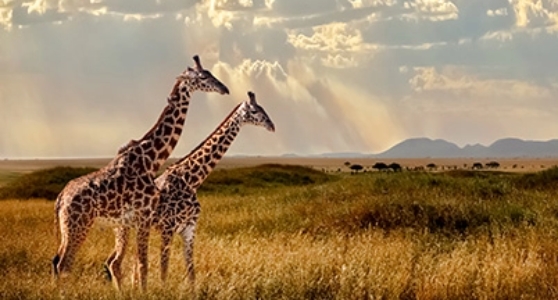 Africa